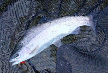 なかなか難しい放流日　～天竜川ルアーフライ…